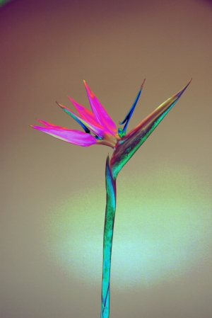 Bird of Paradise 183