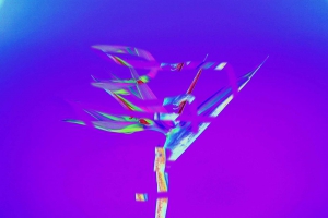 Birds of Paradise Contempo